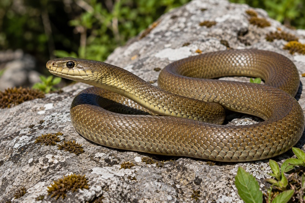 Äskulapnatter